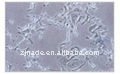 Nade Inverted microscope electronic microscope camera NIB-100